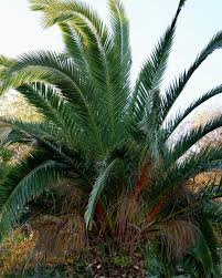 Palmier raphia
